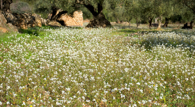 Field of olive trees with wild white flowers at spring. Variety: Diplotaxis erucoides
