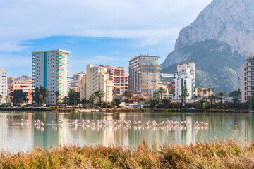 Flamingos in the city. Wild animals in Urban areas. Calp, Spain