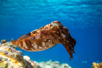 Cuttlefish on a coral reef in Philippines