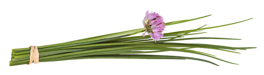 Bunch of chives and blossom, transparent background - obrazy, fototapety, plakaty