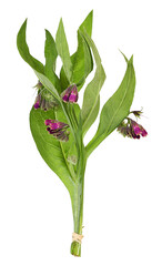 Medicinal plant comfrey with flowers, transparent background - obrazy, fototapety, plakaty