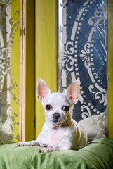 A beautiful Chihuahua dog lies on a green pillow among vintage mirrors in wooden frames and looks carefully straight ahead.