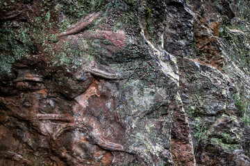 Fossilized branches and roots in the Penha Garcia Geopark. Portugal.