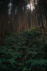 Mountain forest panorama. Natural background of the woods.