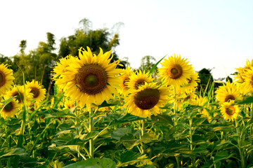 Bright yellow sunflowers in a flower field