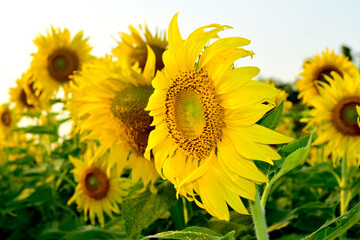 Bright yellow sunflowers in a flower field