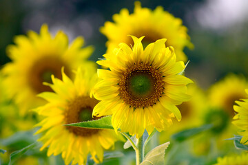 Bright yellow sunflowers in a flower field