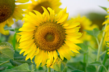 Bright yellow sunflowers in a flower field
