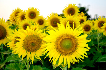 Bright yellow sunflowers in a flower field