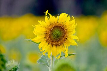 Bright yellow sunflowers in a flower field