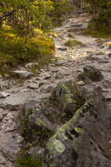 Bright summer landscape with footpath in sunny green thicket with boulders, roots and green grass in golden morning sunlights, closeup, vertical, blur. Amazing trekking and travel in wild nature.
