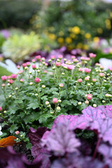 red flowers in the garden