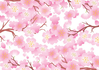 桜　春　花びら　背景