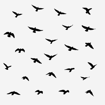 silhouettes of birds on white