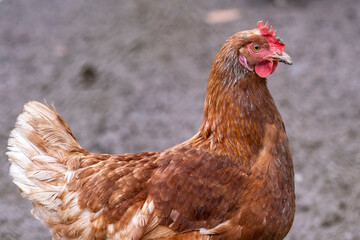 Portrait d'un coq