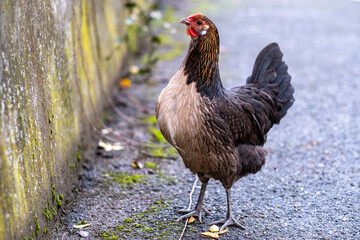 Poule