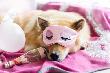 Hund mit Schlafmaske am Tag nach Silvester / Neujahr