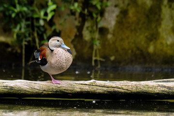 duck on the shore