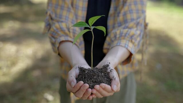 Hands of nature conservation volunteers participating in reforestation holding small trees. that is going to be planted in the forest, environmental conservation concept, carbon footprint, carbon neut