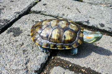 close up of a walking brazilian water turtle (Trachemys adiutrix).