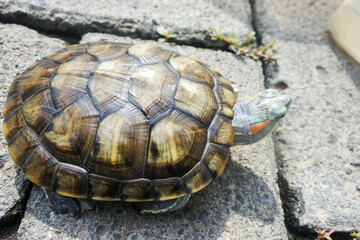 close up of a walking brazilian water turtle (Trachemys adiutrix).