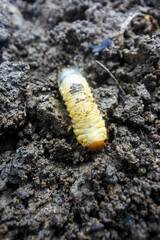 the larvae of the beetle Diloboderus abderus which are on fertile soil