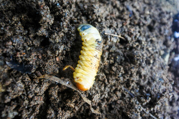 the larvae of the beetle Diloboderus abderus which are on fertile soil