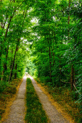 Fototapeta premium Footpath in the green forest. City of Bergamo. Italy