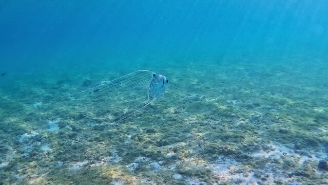 Juvenile Threadfin Trevally (Alectis cilliaris) Swimming In The Blue Sea. - underwater, follow shot. 
