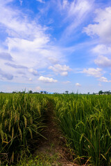 the view of the countryside with rice fields that are starting to turn yellow under a beautiful blue sky