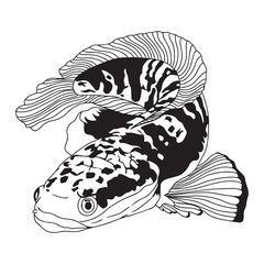 Snakehead fish channa vector illustration for logo, sticker or shirt design.