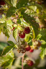 Raspberry and clusters of raspberries hanging on their tree in the mountains