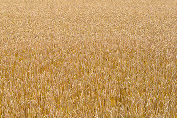 golden wheat field ready for harvest in the Italian countryside