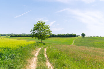 beautiful green landscape with a road and tree in the field in spring summer with a blue sky