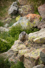 Naklejka na ściany i meble Marmot located on a rock encountered during a hike in the Pyrenean mountains 