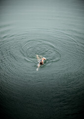 Athlete in swimming costume swimming the crawl in a mountain lake in the Pyrenees, seen from above