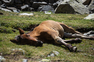 Horse resting on the ground in the grass by a small mountain stream in the Pyrenees