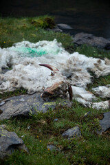 Body of a goat attacked by mountain predators - Skull, horns and wool of the goat visible near a high altitude lake