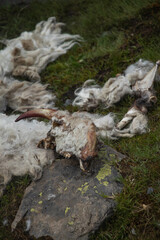 Body of a goat attacked by mountain predators - Skull and horns of the goat visible near a high lake
