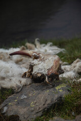 Body of a goat attacked by mountain predators - Skull and horns of the goat visible near a high lake