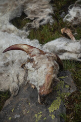 Body of a goat attacked by mountain predators - Skull and horns of the goat visible near a high lake