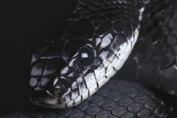 A portrait of a Black Rat Snake
