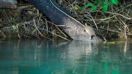 A turtle drying off on a fallen log