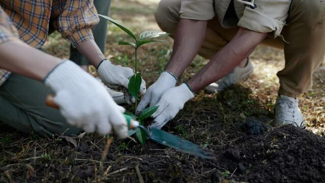 nature conservation volunteers participating in reforestation. environmental conservation concept, carbon footprint, Carbon Neutrality
