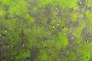 green moss ground background texture