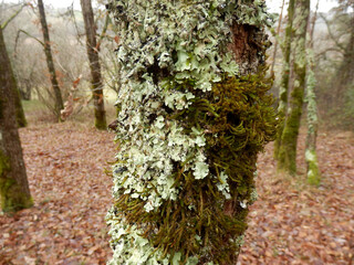 Close up of various types of lichen co-existing on an oak tree trunk
