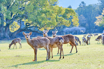 fallow of deer in the park