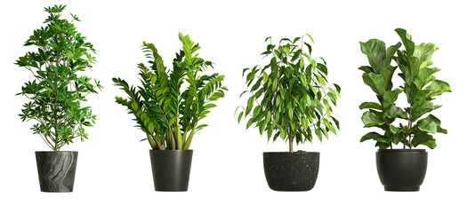House plants in black pot isolated on transparent background 3d rendering - obrazy, fototapety, plakaty