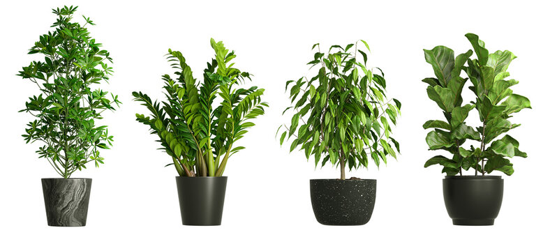 House plants in black pot isolated on transparent background 3d rendering