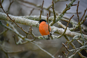 Bullfinch sitting in tree red and bright